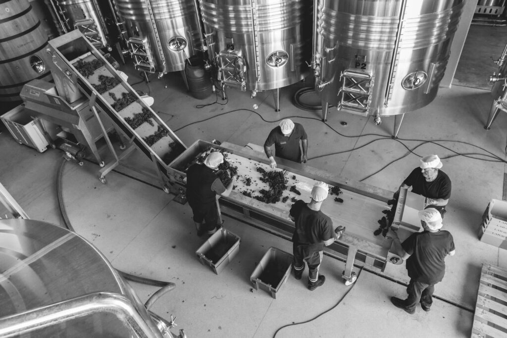 Lar de Paula: historia y tradición. Proceso de selección de la uva