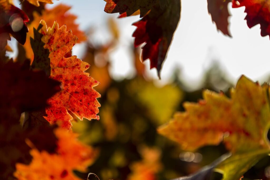 Lar de Paula: el entorno de la Rioja Alavesa