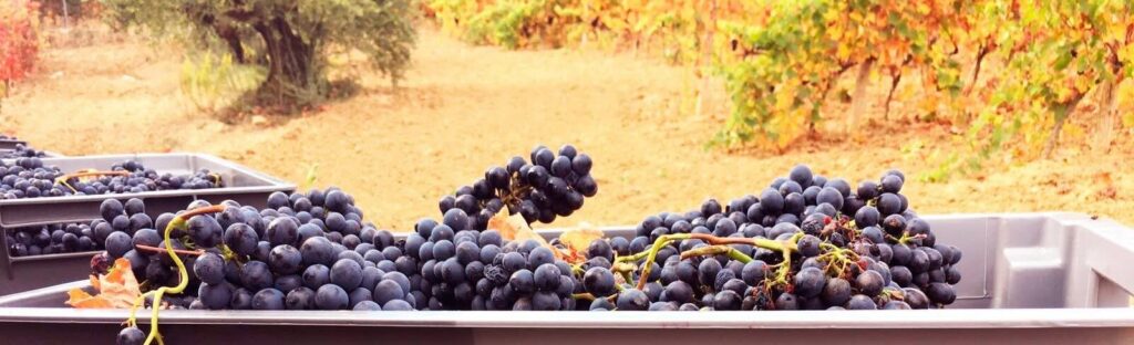 Bodegas Lar de Paula: elaboración